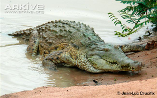 Illustration for article titled Sunday Crocodilian - Crocodylus intermedius Edition